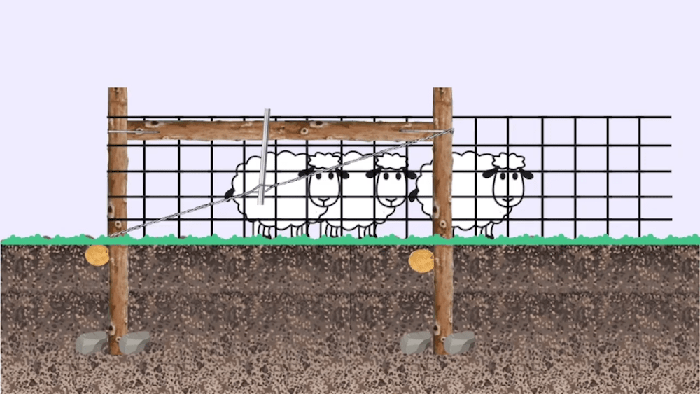 An illustration of a braced fence, with sheep behind it.