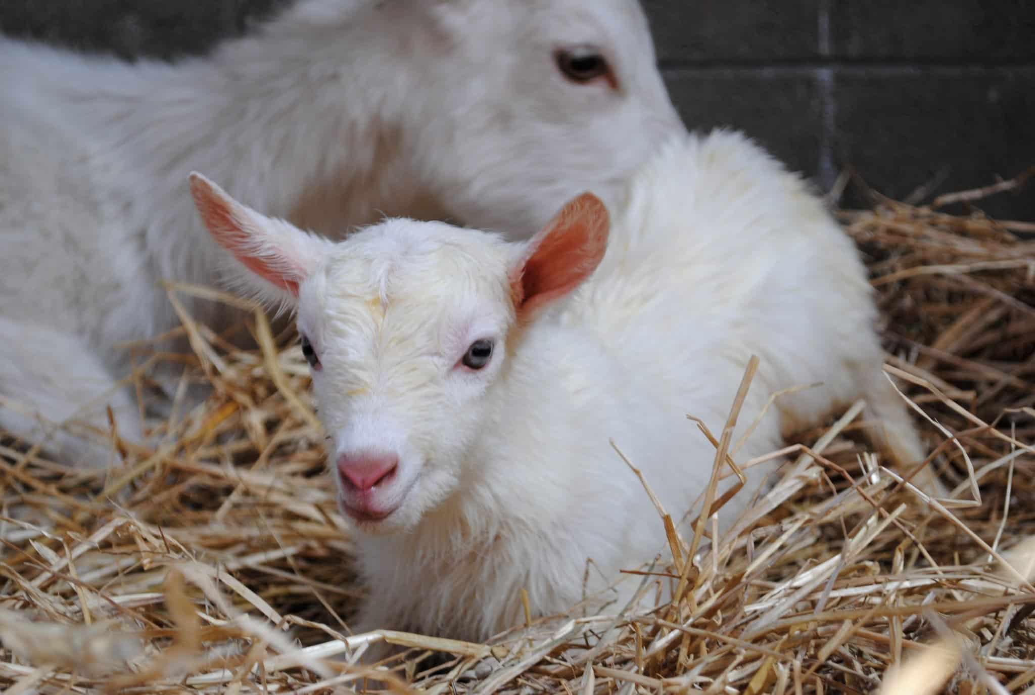 Goat Kids at 1 Week Old 