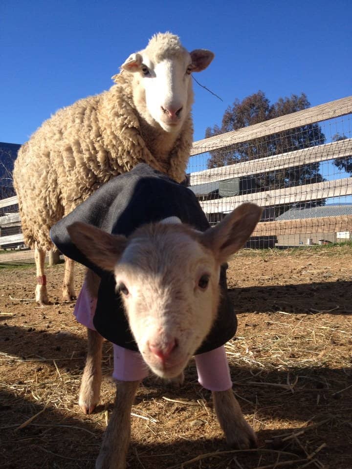 Sheep 201: Care of newborn lambs