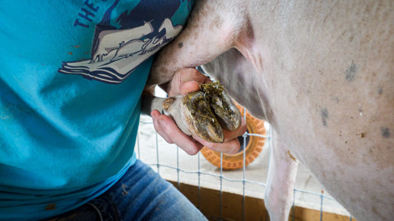 A caregiver holds up a sheep's front foot, showing the overgrown hoof wall.