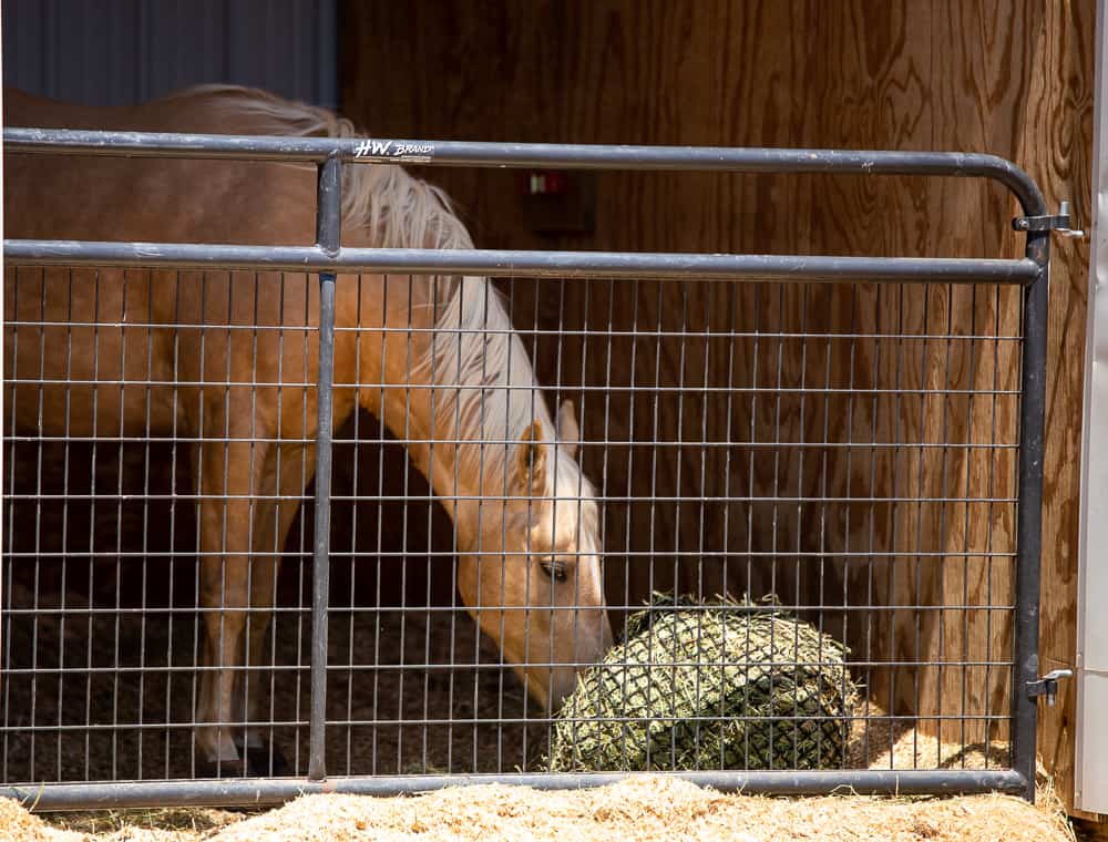 A horse eats hay in a slow feeder bag