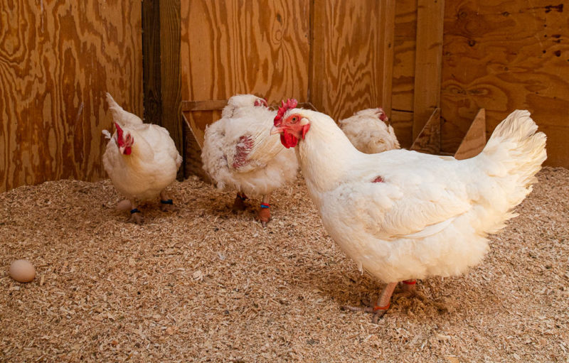 four white large breed chickens standing indoors.