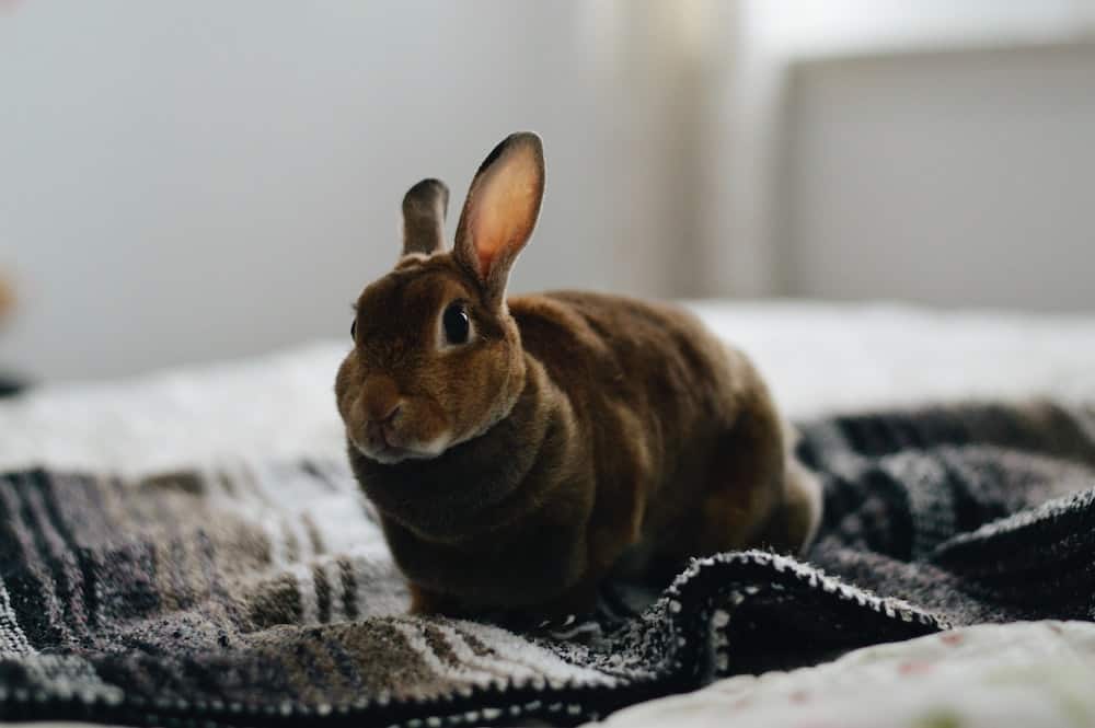 A brown domestic rabbit on a towel.