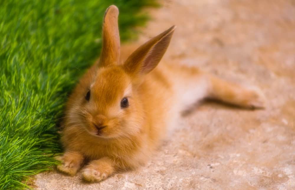 A rabbit lays down near grass.
