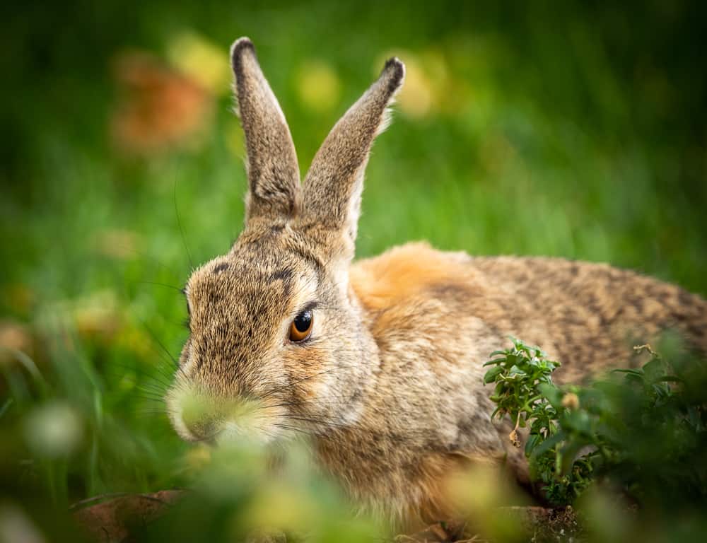 a wild rabbit in grass.