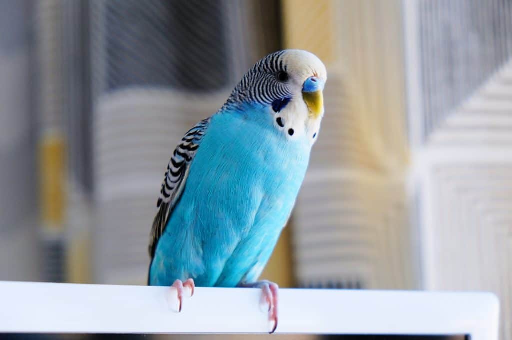 perching blue parakeet elizabeth-r-5WRBRUsTqPk-unsplash-scaled.jpg
