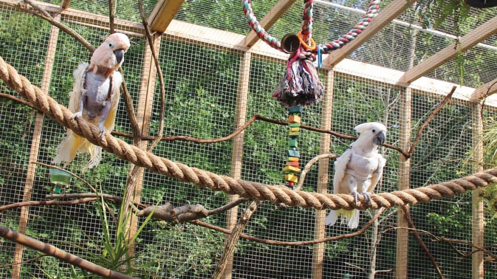 two cockatoos perching on rope in an aviary