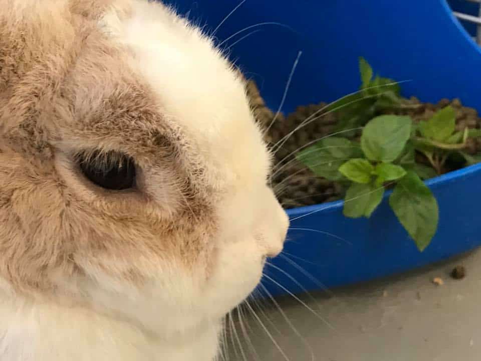 A rabbit next to fresh basil.