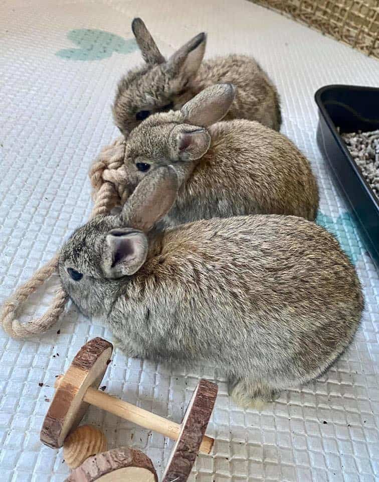 Three rabbits chew on the same rope indoors.