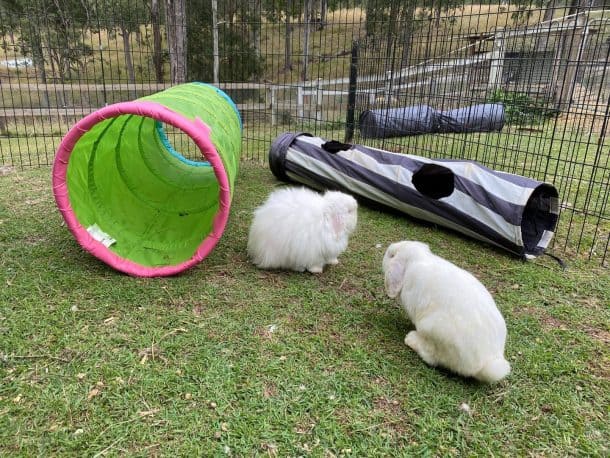 Creating An Enriching Life For Rabbits - The Open Sanctuary Project