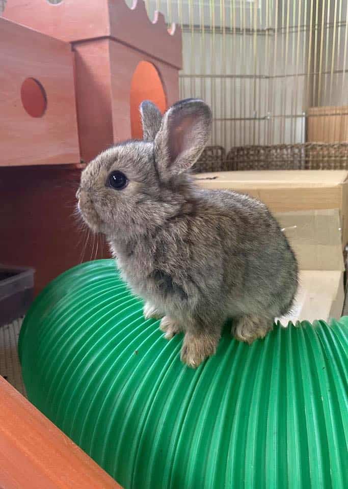 A rabbit stands on top of a plastic tube inside.