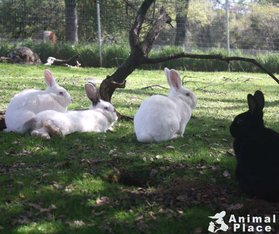 Four rabbits spend time on grass outdoors.