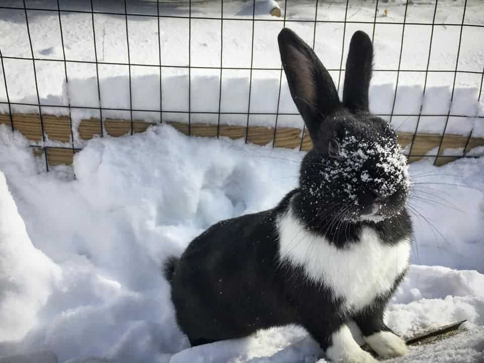 A rabbit has snow on their nose in a snowy enclosure outside.