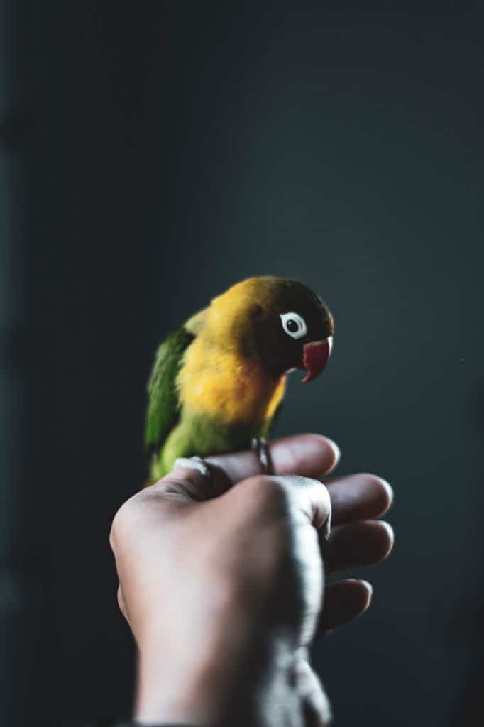 jessica wong, parrot perching on outstretched hand