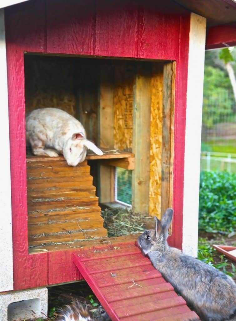 Two rabbits explore a red outdoor enclosure.