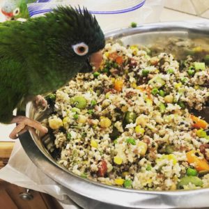 green parrot leaning over bowl of food
