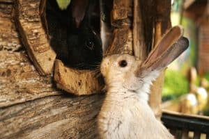 two rabbits touching noses