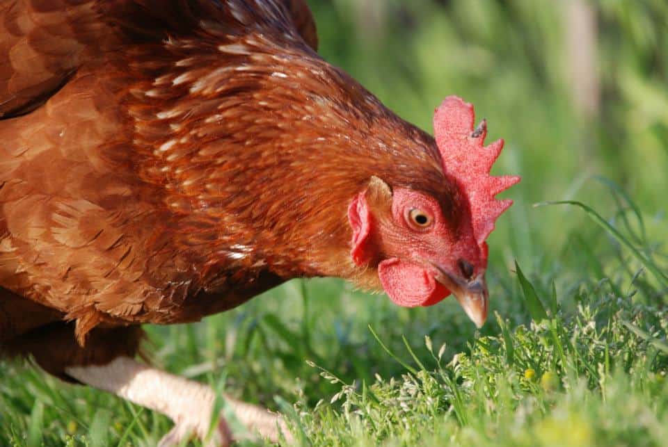 Close up of red hen pecking at grass.