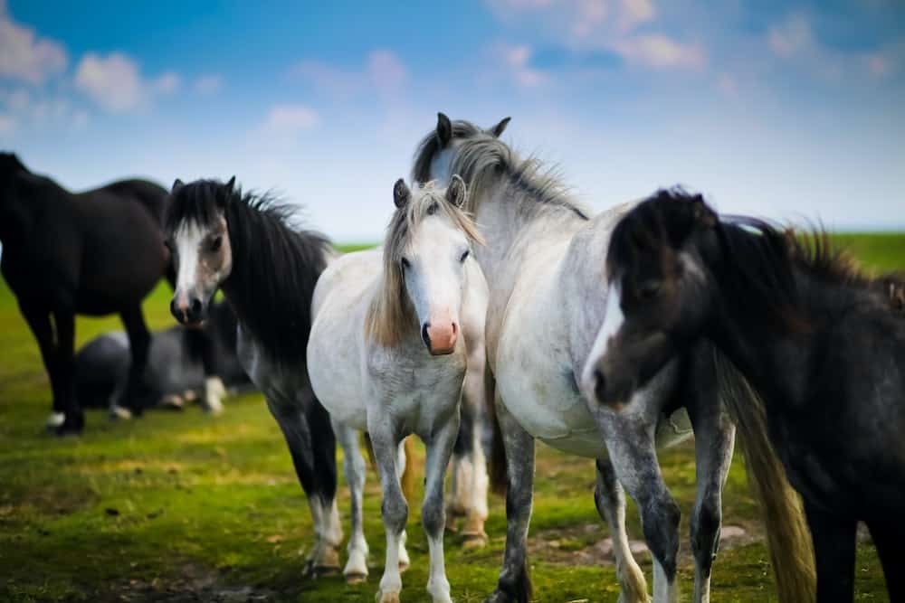 A group of horses together outside