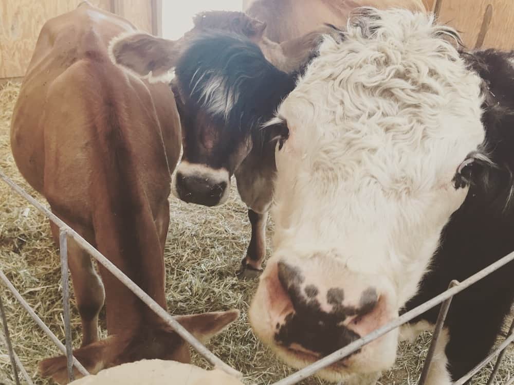 three cows together