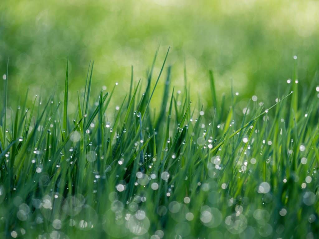 Close up of grass covered in dew.