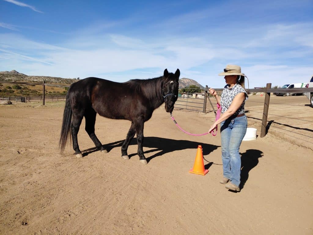 Horse stands during a clicker play session where they touch the traffic cone and are rewarded with a click and treat.