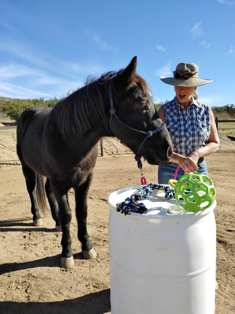 Horse stands with human in front of a white barrel with a green toy ball on it.