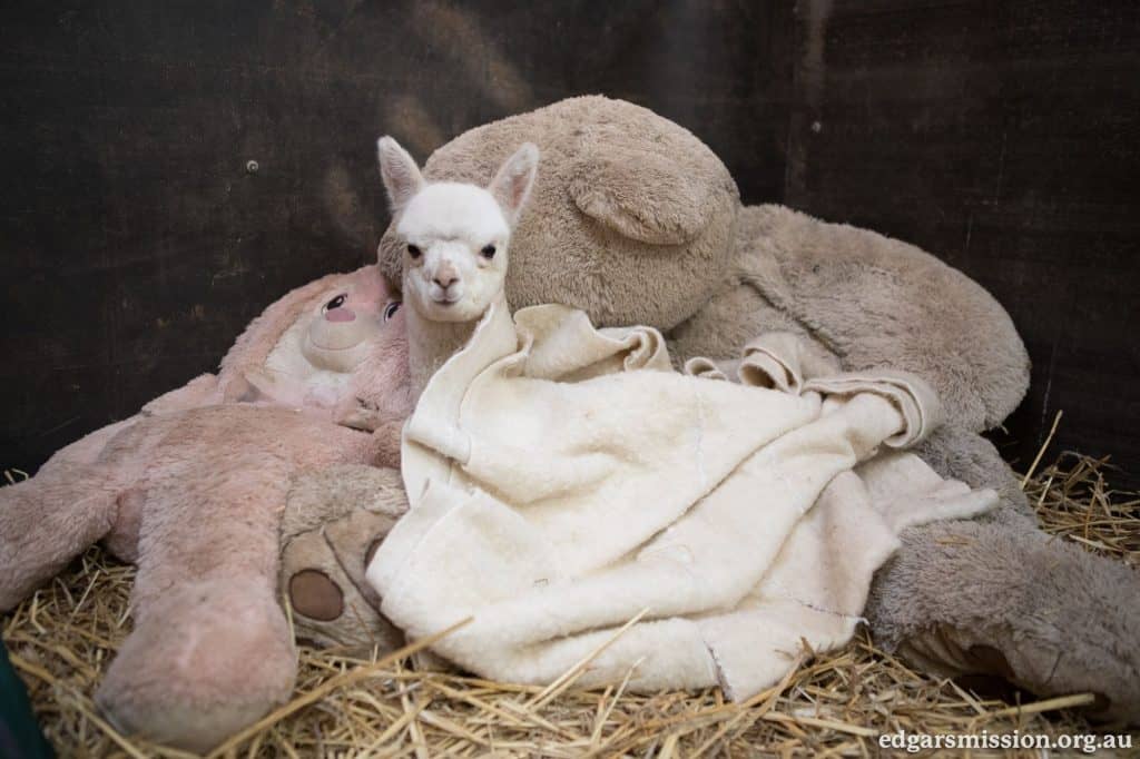 Baby alpaca snuggles against stuffed animals for comfort.