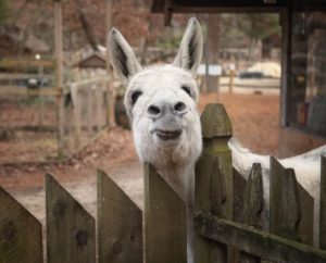 A donkey sticks their head over a fence and curiously looks towards the camera
