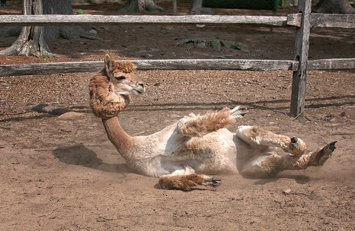 Llama rolling around in the dirt