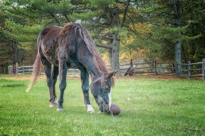 Horse sniffs football in pasture.