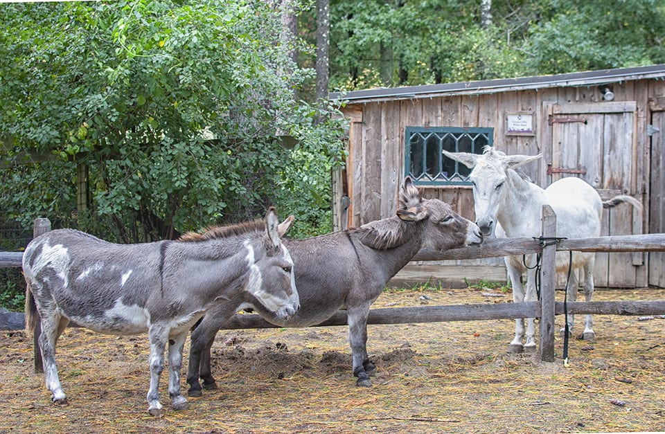 Two donkeys stand near fence and interact with donkey on the other side of the fence.