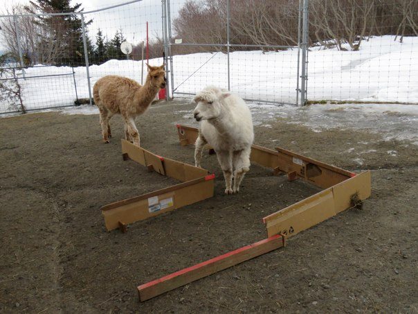 Two alpacas walk through a small maze as a form of enrichment when they can't go on walks.
