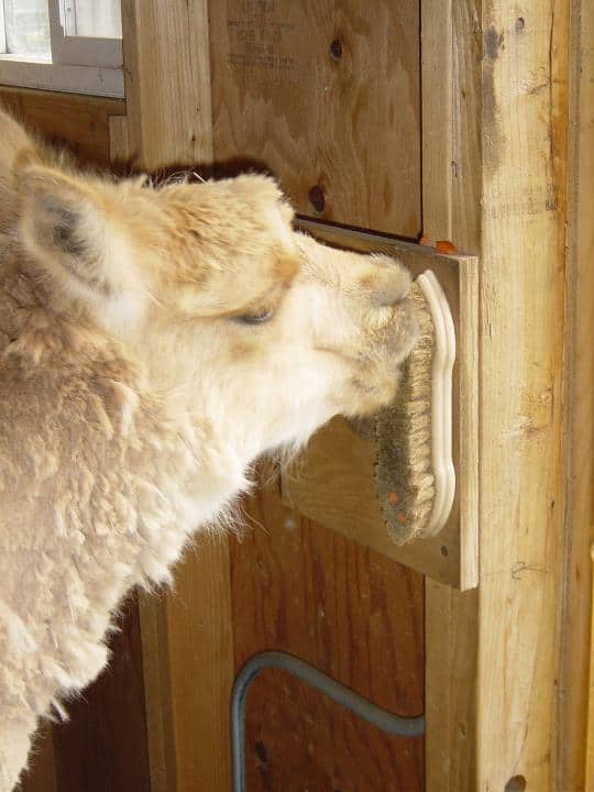 Alpaca nibbles carrots stuck in the bristles of a grooming