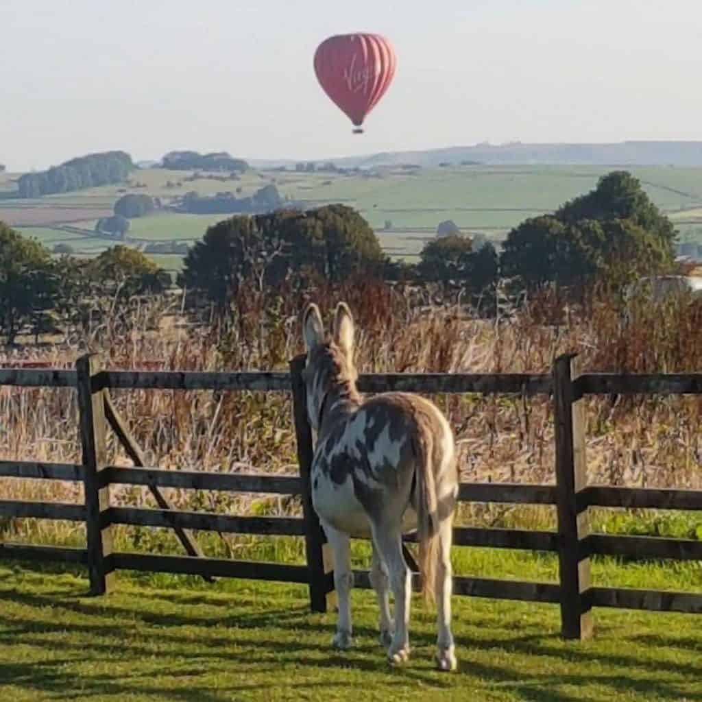 Brown and white donkey watching an air ballon in the distance.