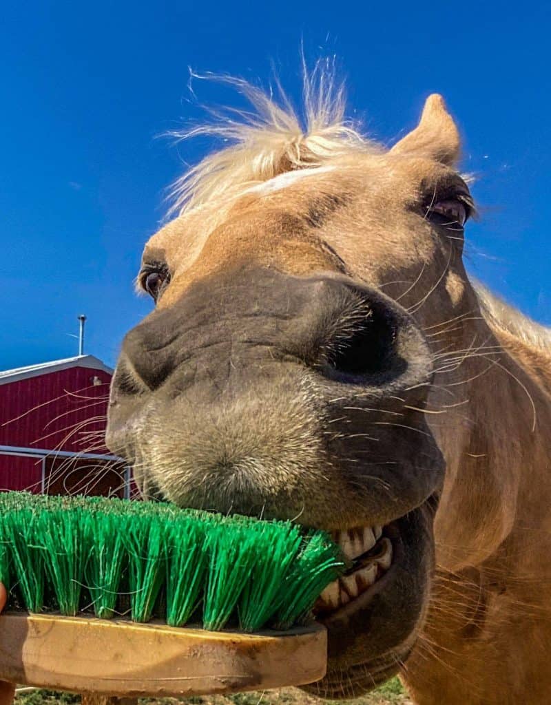 Horse tries to grab and brush with his mouth. It looks like he is brushing his teeth