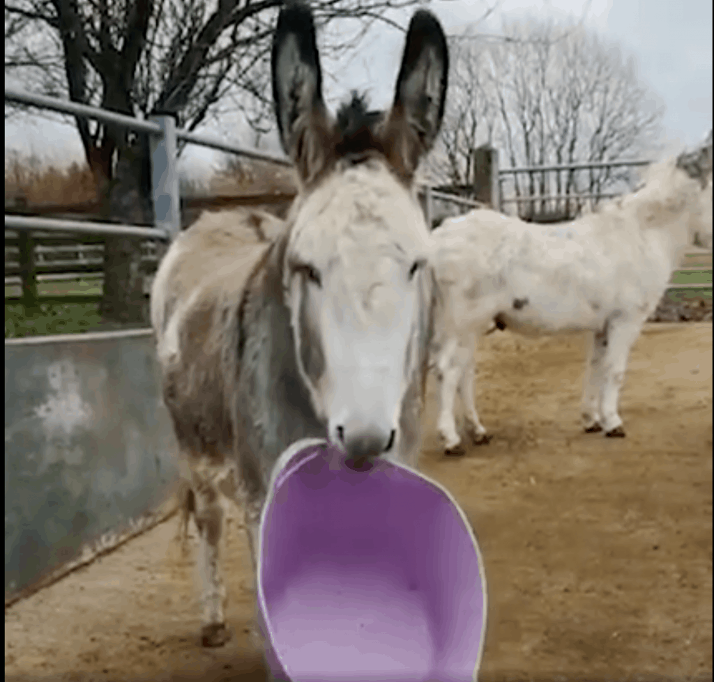 Donkey stand with ears up with a purple bucket in his mouth.