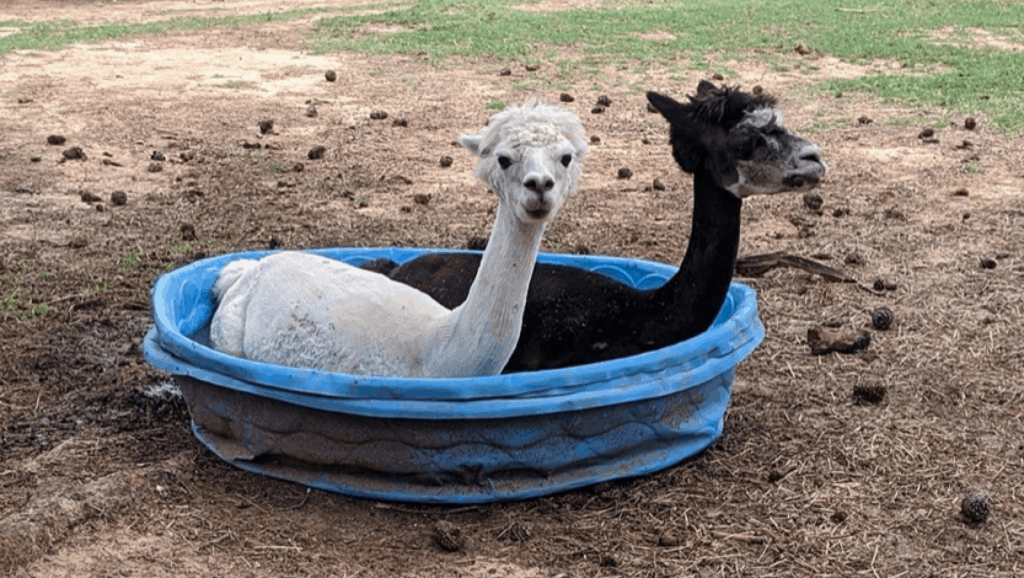 Two alpacas sitting in a kiddy pool together.