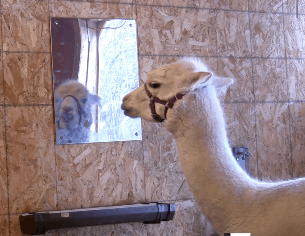 Alpaca looks into mirror attached to the wall.