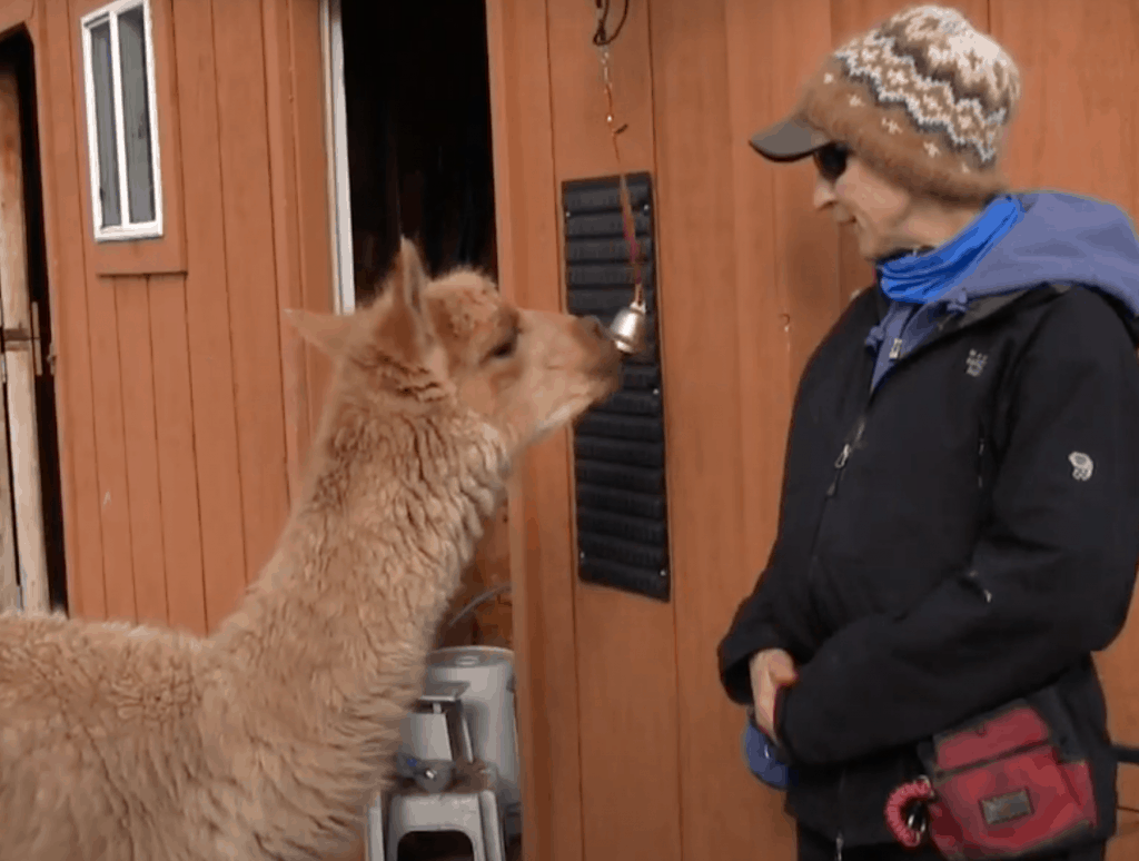 Alpaca rings a bell for a treat.(clicker training)
