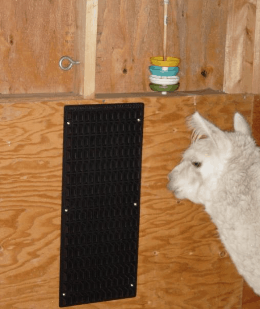 Alpaca looks at a texturec rubber scratcher pad attached to the wall.