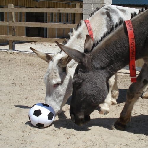 Two donkeys sniff curiously at a small soccer ball.