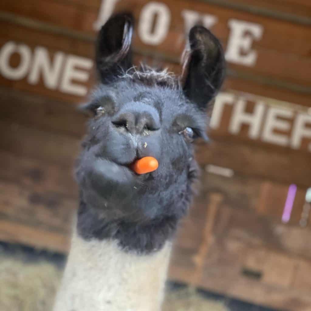 llama looks at camera with a carrot in their mouth.