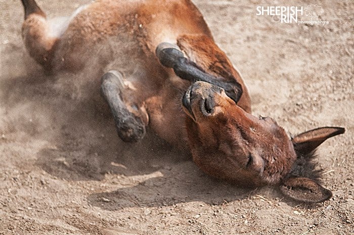 Mule rolls around happily in dirt!