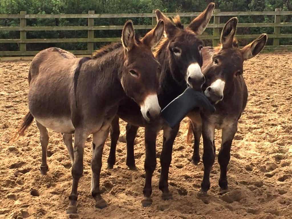 Three donkeys stand together all biting a rubber boot.
