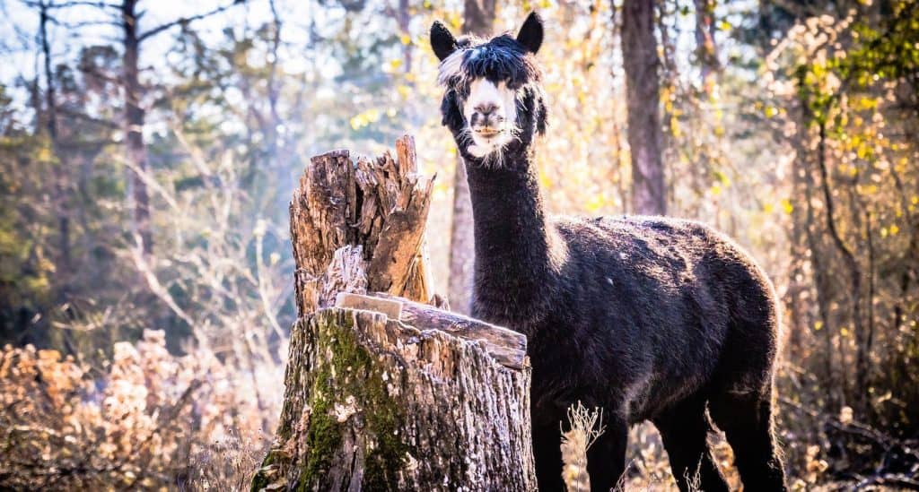 Black llama stands near moss covered stump.