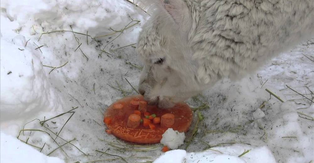 LLama nibbles on carrots stuck within a frozen mold.