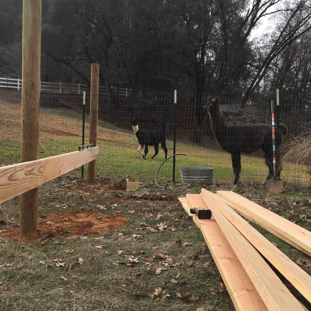 Llamas watch construction of a new fence