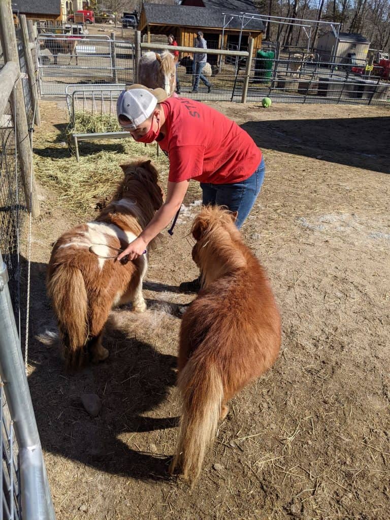 Mini horses stand still for being groomed.