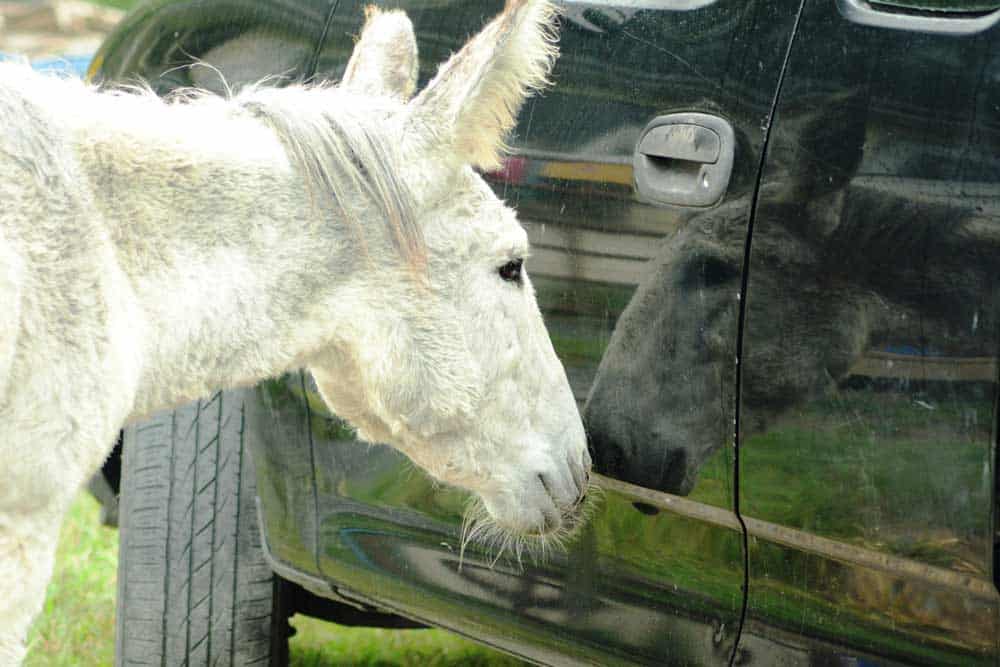 A white donkey curiously looks at her reflection.